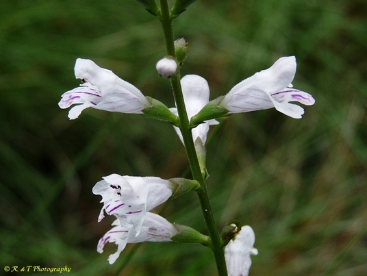 {Physostegia godfreyi}